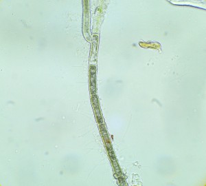 P1110737-1_1.jpg