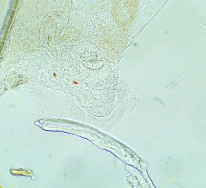 P1110728-1_1.jpg