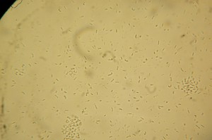 P1000257.JPG