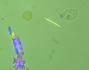 P1110857_1.jpg