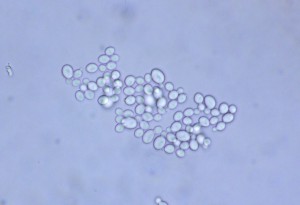 P1110921-1_1.jpg