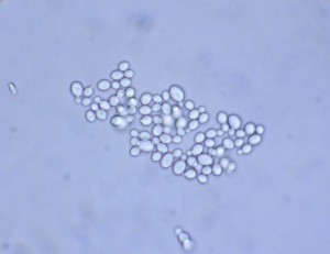 P1110919-1_1.jpg