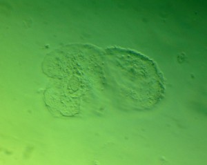 P1110994-1_1.jpg