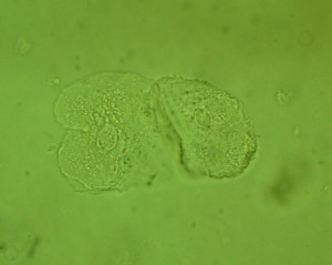 P1110995-1_1.jpg