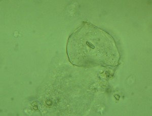 P1120003-1_1.jpg