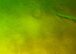 P1120009-1-1_1.jpg