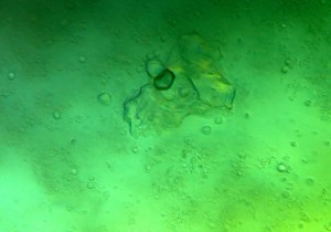P1120013-1-1_1.jpg