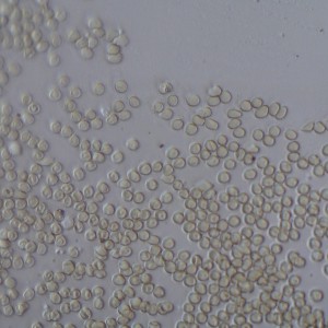P1120130-1_1.jpg