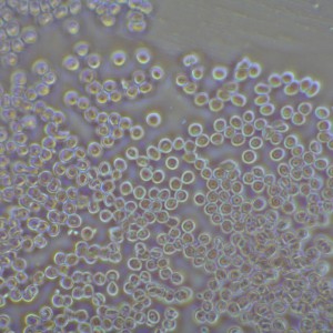 P1120158-1_1.jpg
