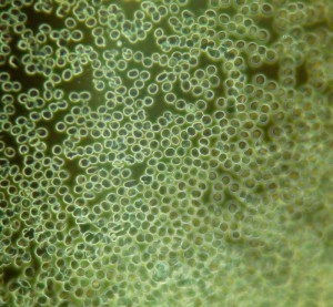 P1120177-1_1.jpg