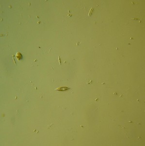 P1120377-1_1.jpg