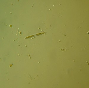 P1120374-1_1.jpg
