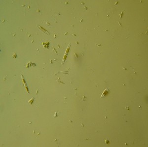 P1120365-1_1.jpg