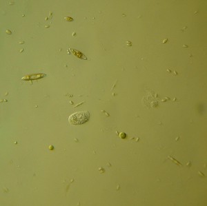 P1120356-1_1.jpg
