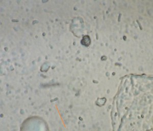 P1120414-1_1_1.jpg