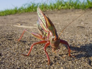 IMG_0374.jpg