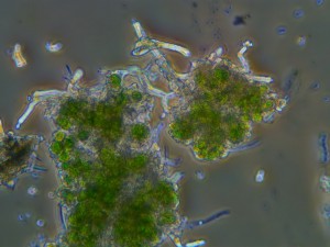 7_PHV_стр_1024_768.jpg