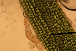 Aelosoma hemprichi.JPG