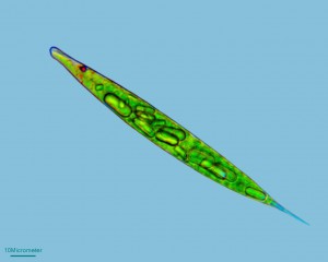 Euglena acus.jpg