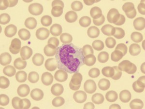 Monocyte-100x.jpg