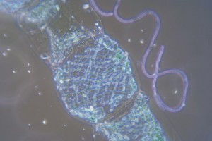 MFA-2-Corrected.jpg