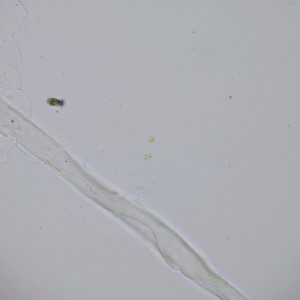 P1150255-1-сх40х-1.jpg