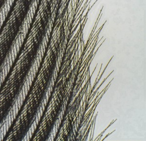 feather.jpg