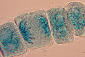 2000x Malachite green.png