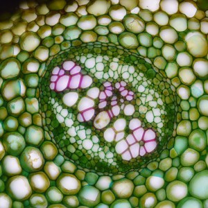 P1150831-сх20х_1.jpg