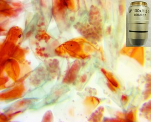 labor-microscopes.JPG