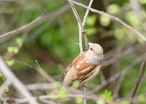 IMG_56249.JPG