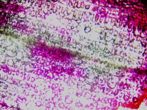 Image_0.jpg