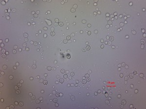 2013-01-08_0001_40X.jpg