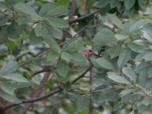 IMG_6237z.jpg