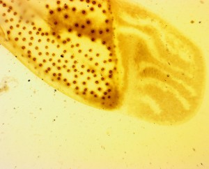 oa6.3L lomo.JPG