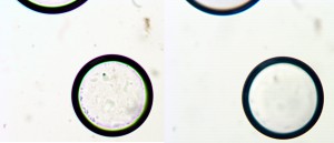 40x лм и 40х апо zeiss.JPG