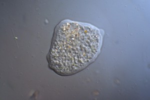 Amoeba.JPG