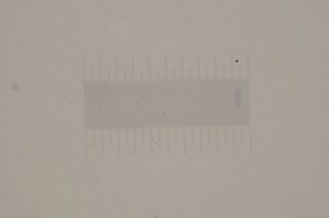 L_ocular_2_1.jpg