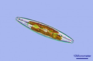 2015-09-05_d2c.jpg