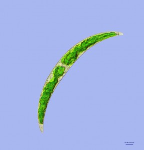 2015-10-01-Closterium.jpg