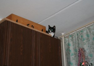 IMG_6729z.jpg