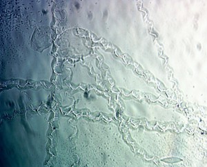 20х0.65 лм.JPG