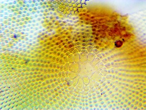 100х1.35 oil 6.JPG