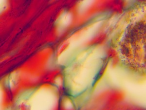 100x1.35 oil 1.JPG